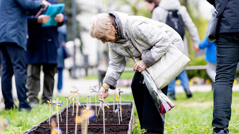 Saulėgrąžų sodinimas Tuskulėnų memoriale