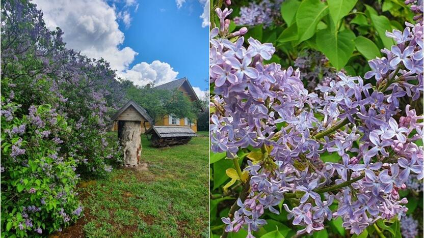 Įspūdingos: alyvų žiedai žavi savo grožiu ir kerinčiu aromatu.