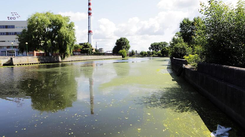 Viltis: tikimasi, kad ateityje Danė taps švaresnė ir joje bus galima maudytis.