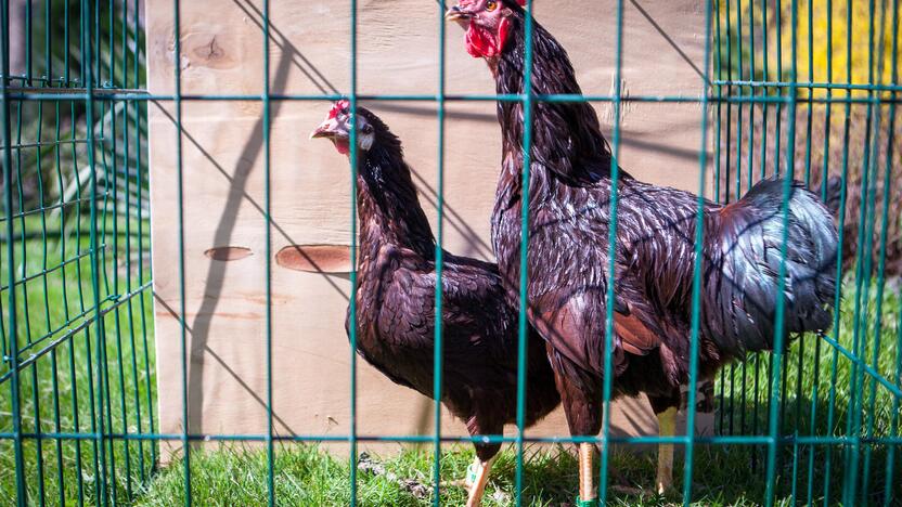 Pasekmės: gyventojams pasiskundus dėl jų kiemuose vaikštinėjančių kaimynų vištų, pastarųjų šeimininkai gali tikėtis sankcijų. Naminiai paukščiai turi būti uždaryti.