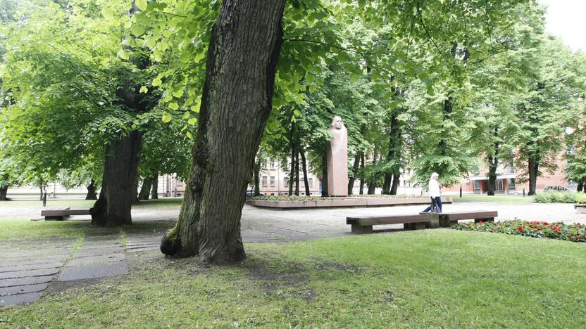 Situacija: pastaruoju metu K.Donelaičio aikštė labiau primena laukinį mišką nei literatūros klasikui atminti skirtą vietą.