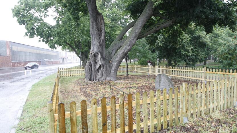  Aptvėrė: aplink valstybės saugomą botaninį paminklą – Storąją liepą pagaliau atsirado apsauginė tvorelė.