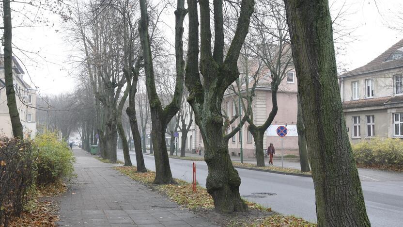 Laikas: klaipėdietės nuomone, Šaulių gatvėje augančius senus kaštonus atėjo laikas pašalinti.