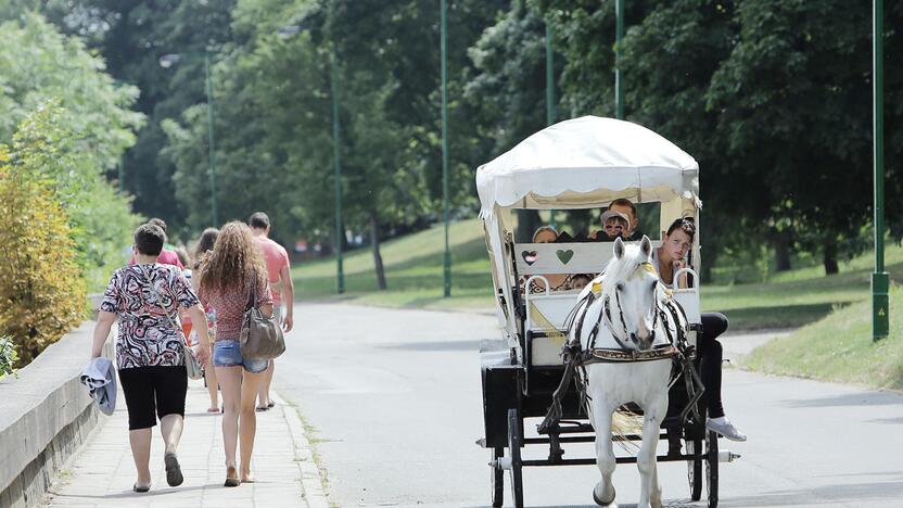 Stagnacija: tarp norinčiųjų vasarą teikti pavėžėjimo paslaugas karietomis naujų verslininkų neatsiranda.