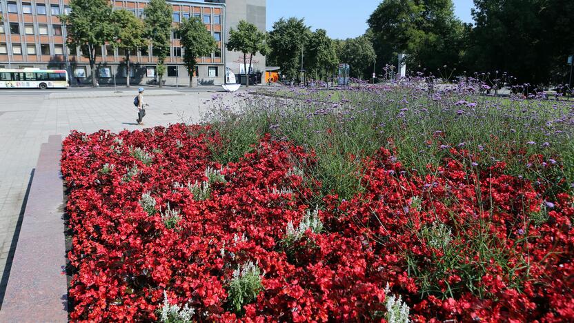 Kiekis: ant miesto gėlynų ir jaunų medelių naktimis supilama apie 30 kubinių metrų vandens.