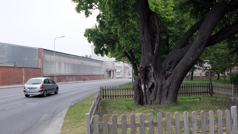 Abejonė: klaipėdiečiai, stebėdami akytą valstybės saugomo botaninio gamtos paveldo – Storosios liepos kamieną, suabejojo, ar medis vis dar tokių pat apimčių, kaip skelbia oficialūs duomenys.