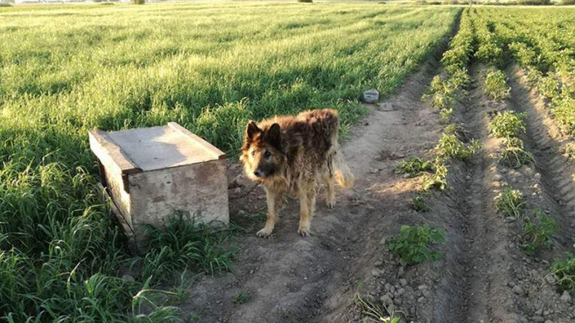 Požiūris: gyvūnų globėjams šis vaizdas pasirodė sukrečiantis ir jie išgabeno keturkojį į veterinarijos kliniką, tačiau VMVT juos išvadino sukčiais, vagiančiais svetimus šunis.