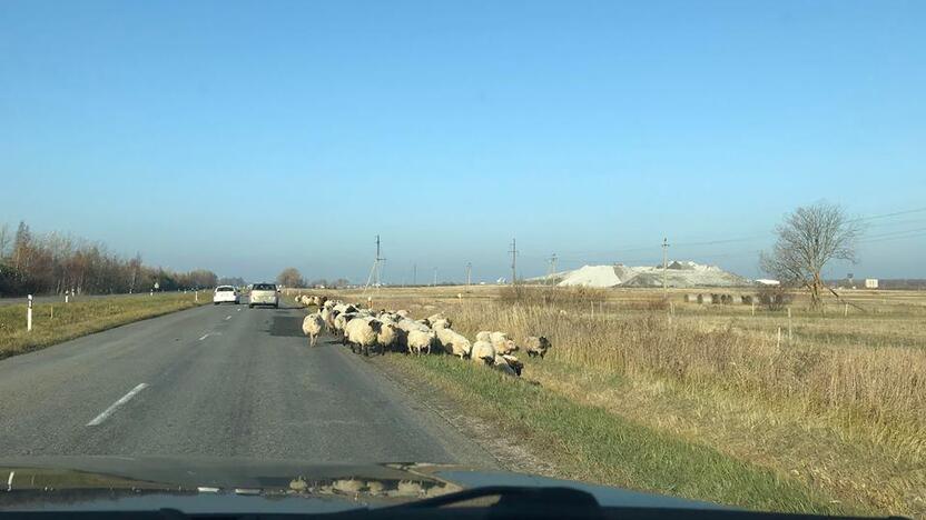 Kliūtis: pusšimtis avių kelyje Klaipėda–Dituva galėjo sukelti rimtų nelaimių.