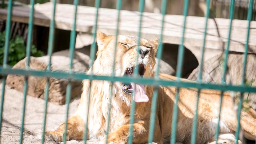 Lietuvos zoologijos sodas prieš rekonstrukciją