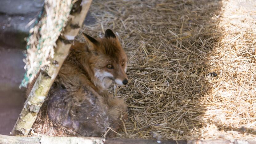 Lietuvos zoologijos sodas prieš rekonstrukciją