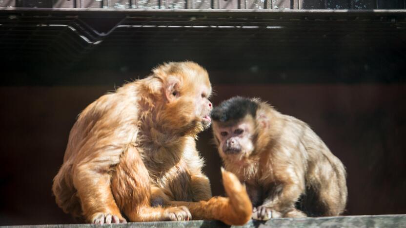 Lietuvos zoologijos sodas prieš rekonstrukciją