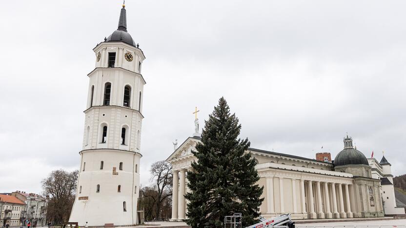 Vilniuje pradėta statyti Kalėdų eglė