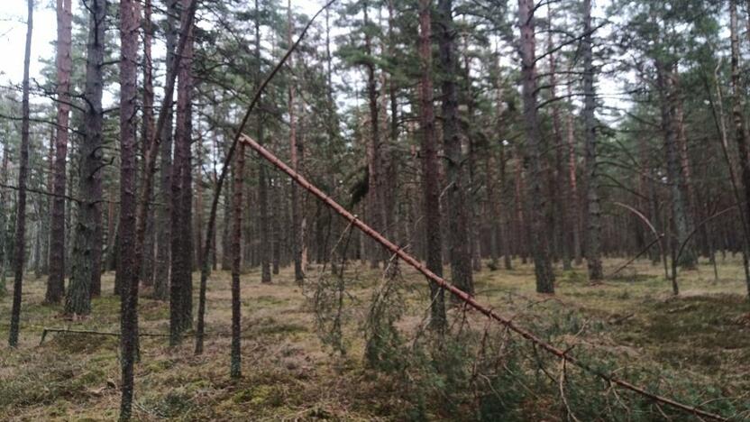 Nuostoliai: sunkaus sniego neišlaikė ne tik didelės pušų šakos, bet ir daugybė jaunų medelių.