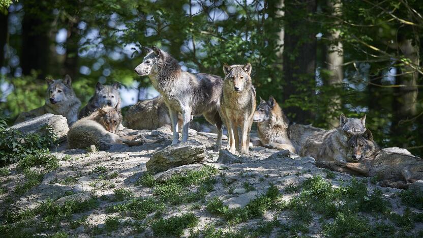 Procesas: įprastai, siekdami įbauginti savo auką, vilkai puola gaujomis, o ne po vieną.