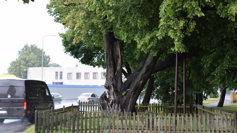 Nuramino: dėl yrančio Storosios liepos kamieno esą baimintis nereikėtų, nes visi kiti parametrai liudija, kad medis yra gyvybingas.