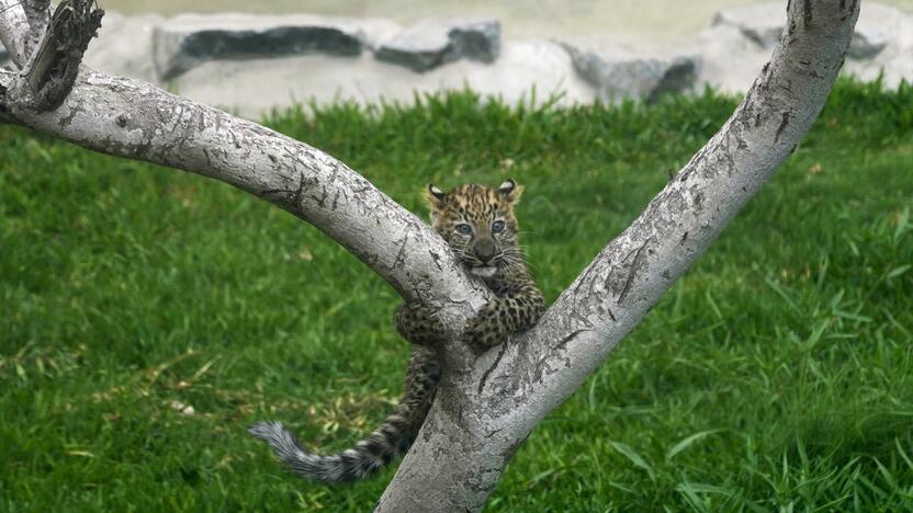 Sustiprėjo: prieš daugiau nei tris mėnesius pirmieji nelaisvėje Peru zoologijos sode gimę leopardo jaunikliai jau laipioja medžiais savo aptvare ir džiugina lankytojus.