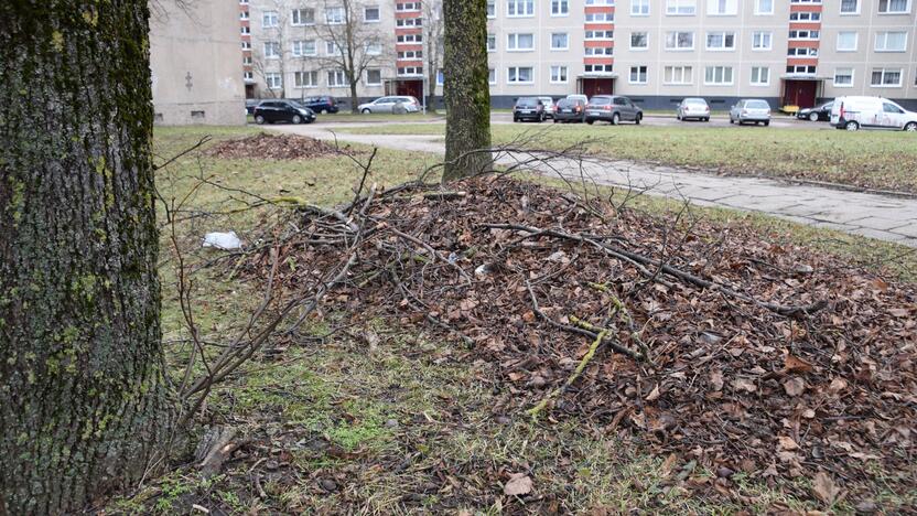 Įvaizdis: lapų krūvoje matyti ir veikiausiai po audringų orų nukritusių medžių šakos.