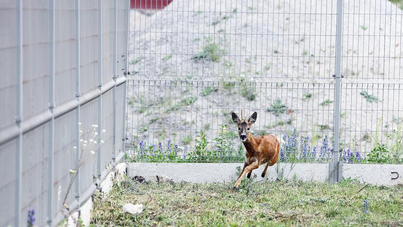 Klaiku: negyvai užspardytos stirnos istorija sujaudino daugybę klaipėdiečių.