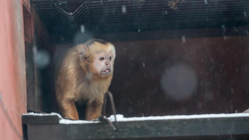 Zoologijos sodo gyvūnai sulaukė kalėdinių dovanų