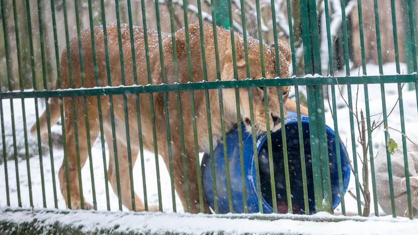 Zoologijos sodo gyvūnai sulaukė kalėdinių dovanų