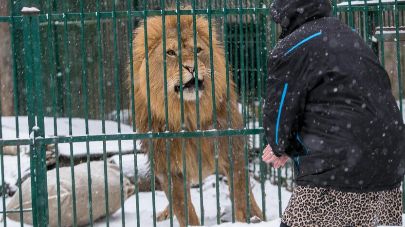 Zoologijos sodo gyvūnai sulaukė kalėdinių dovanų