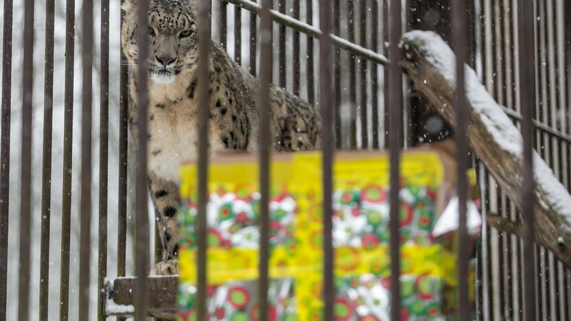 Zoologijos sodo gyvūnai sulaukė kalėdinių dovanų