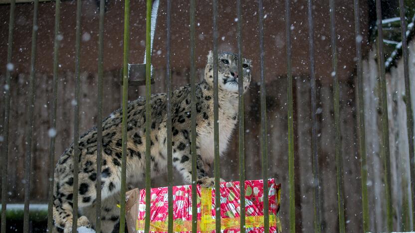 Zoologijos sodo gyvūnai sulaukė kalėdinių dovanų