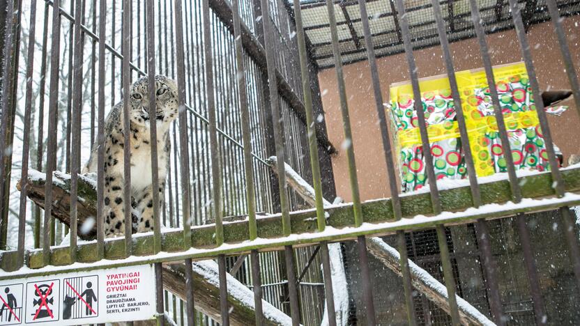 Zoologijos sodo gyvūnai sulaukė kalėdinių dovanų