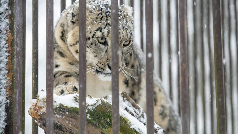 Zoologijos sodo gyvūnai sulaukė kalėdinių dovanų