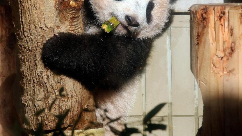 Japonijos zoologijos sode mažylė panda pirmą kartą debiutavo prieš kameras