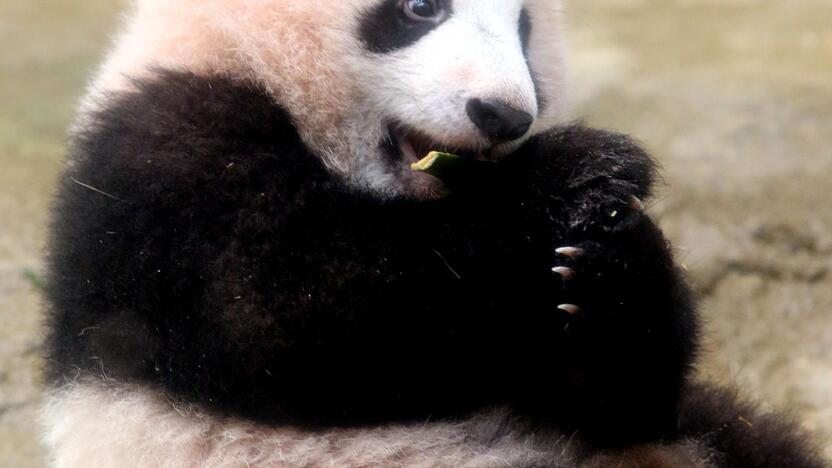 Japonijos zoologijos sode mažylė panda pirmą kartą debiutavo prieš kameras