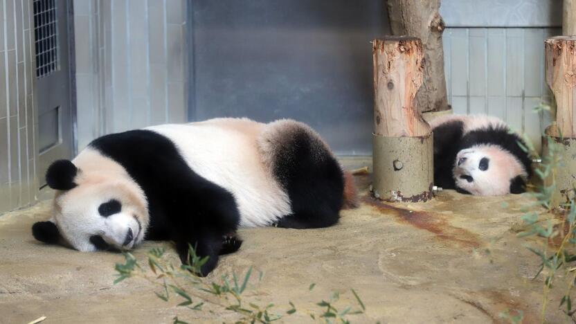 Japonijos zoologijos sode mažylė panda pirmą kartą debiutavo prieš kameras