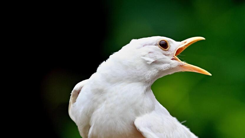 Neįprasti gyvūnai – albinosai