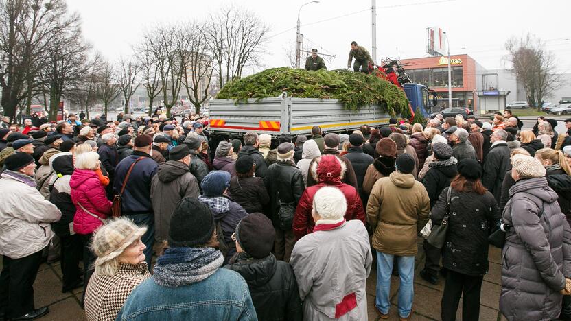 Miškininkai dalina eglių šakas