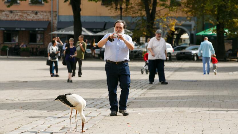 Gandras Rotušės aikštėje