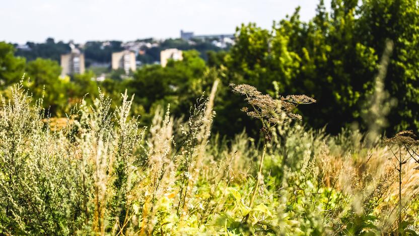 Kaune plinta Sosnovskio barščiai