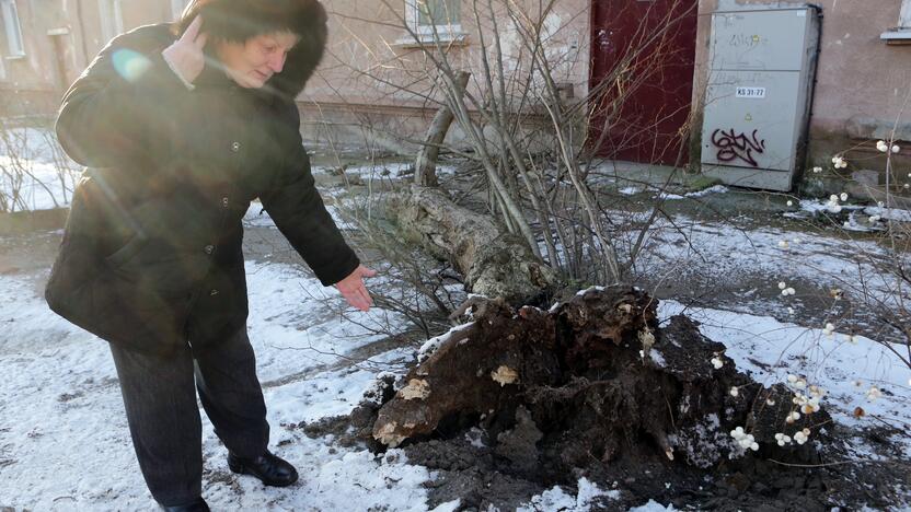 Baimė: A.Girdžiūnienė įsitikinusi – išvirtę medžiai buvo be sveikų šaknų. Moteris spėjo, kad jų nebeturi ir prie virtuvės lango augantis beržas, kuris bet kada gali nuvirsti.