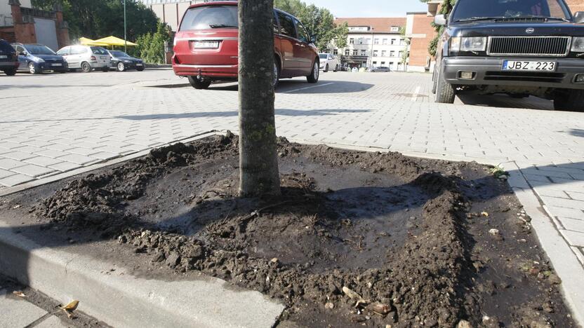 Antradienio vakarą per valandą prilijo tiek, kiek nebuvo liję visą pavasarį ir vasaros pradžioje. Tačiau jau kitos dienos rytą miesto centre augantys medžiai buvo laistomi vėl.