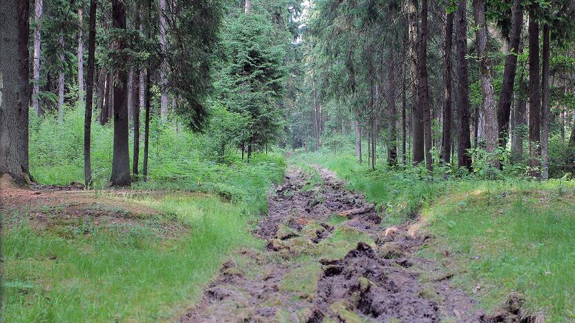 Miškuose – padidėjęs gaisrų pavojus