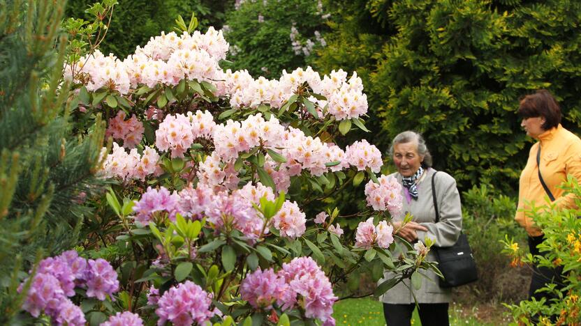 Rododendrai botanikos sode