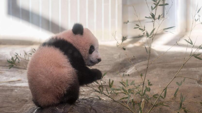 Japonijos zoologijos sode mažylė panda pirmą kartą debiutavo prieš kameras