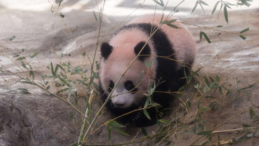 Japonijos zoologijos sode mažylė panda pirmą kartą debiutavo prieš kameras