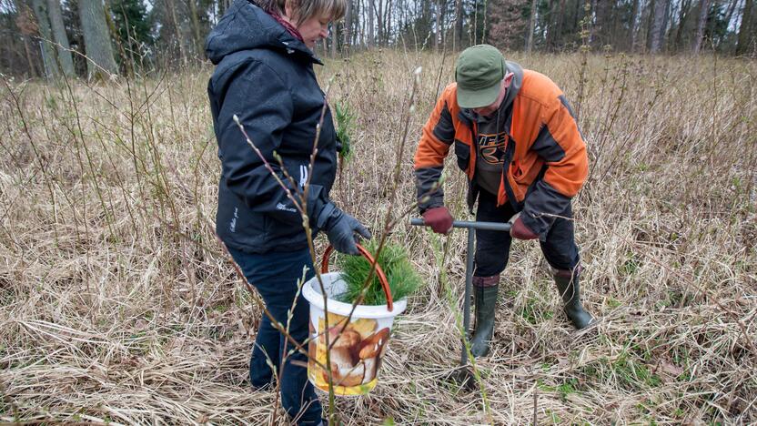 Medelių sodinimo talka Lampėdžiuose ir Panemunėje