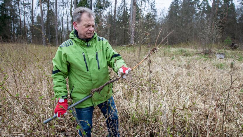 Medelių sodinimo talka Lampėdžiuose ir Panemunėje