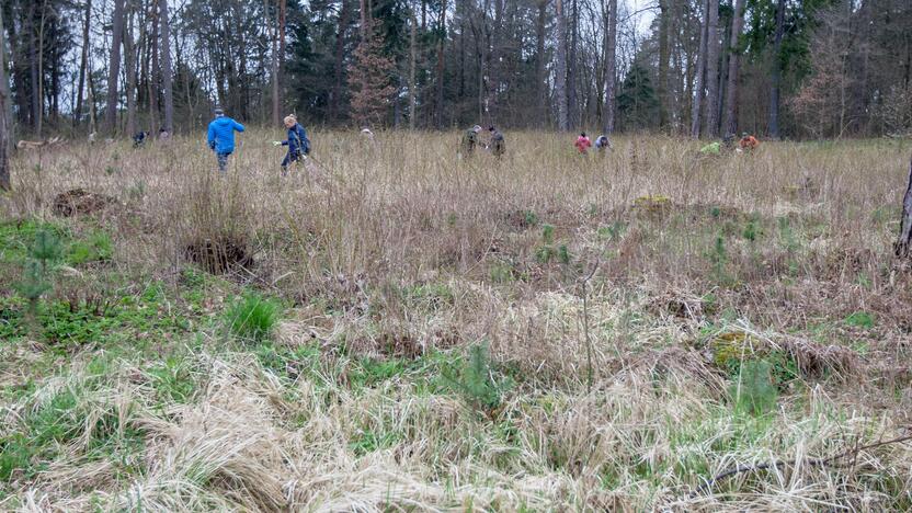 Medelių sodinimo talka Lampėdžiuose ir Panemunėje