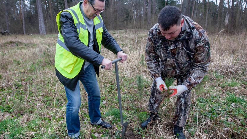 Medelių sodinimo talka Lampėdžiuose ir Panemunėje