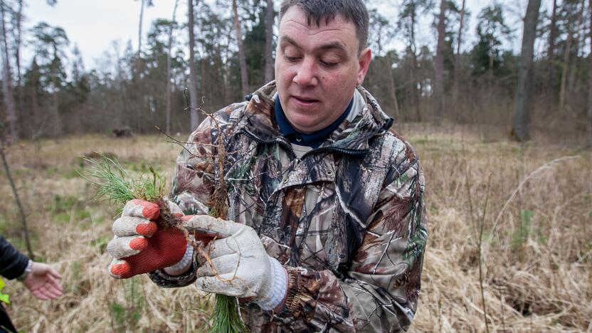 Medelių sodinimo talka Lampėdžiuose ir Panemunėje