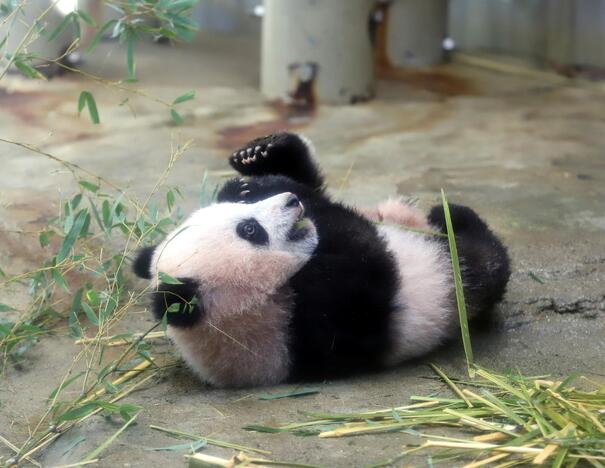 Japonijos zoologijos sode mažylė panda pirmą kartą debiutavo prieš kameras