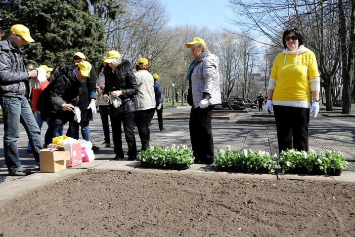 Našlaitės sodinamos skvere prie Danės upės