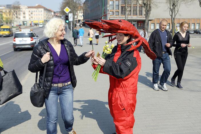 Klaipėdos gatvėse dalinami narcizai